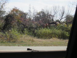 IMG_4550.JPG